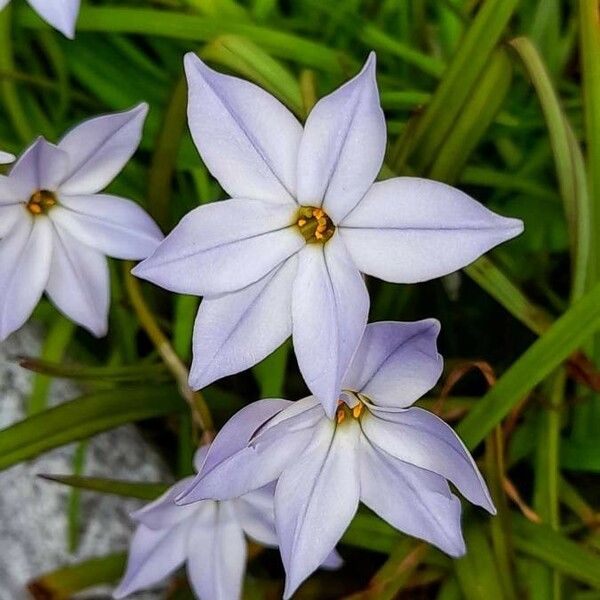 Ipheion uniflorum Кветка