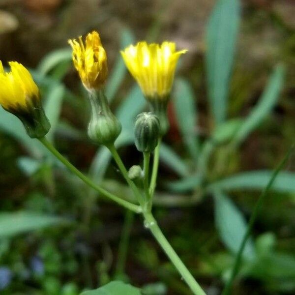 Sonchus maritimus Blüte