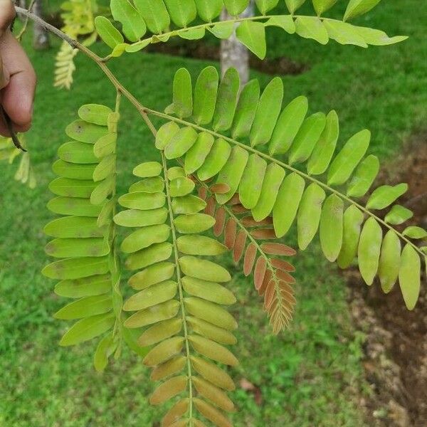 Cassia grandis Folha