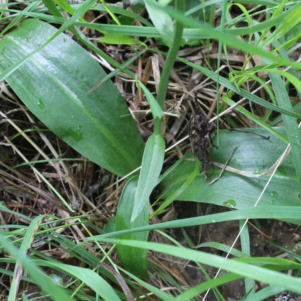 Platanthera bifolia List