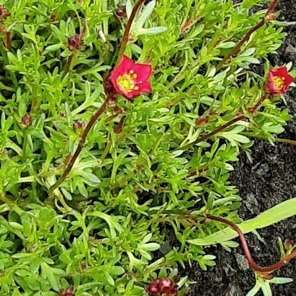 Saxifraga rosacea Flower