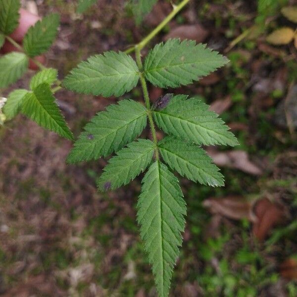 Rubus rosifolius Folha