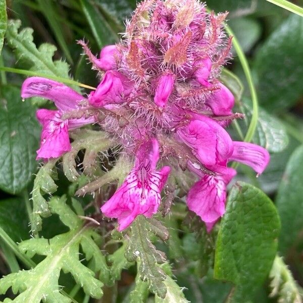 Pedicularis verticillata Flor