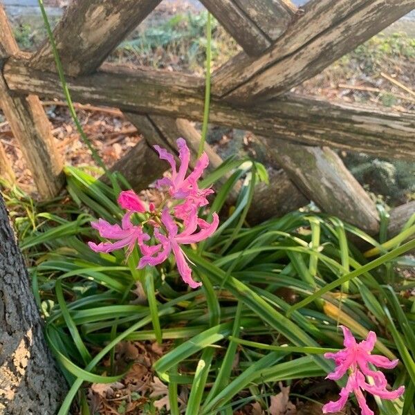 Nerine undulata Flower