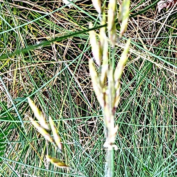 Festuca rubra പുഷ്പം