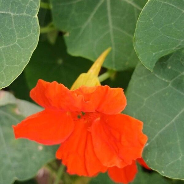 Tropaeolum majus Квітка