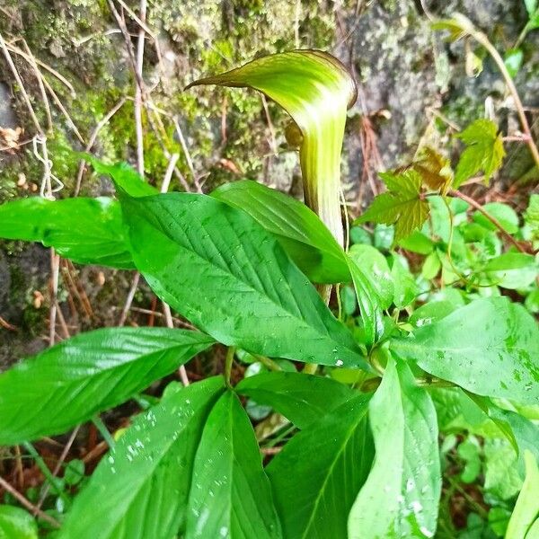 Arisaema serratum Leaf