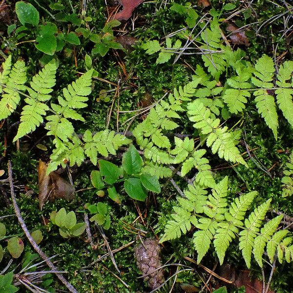 Dryopteris carthusiana (Spinulose woodfern)