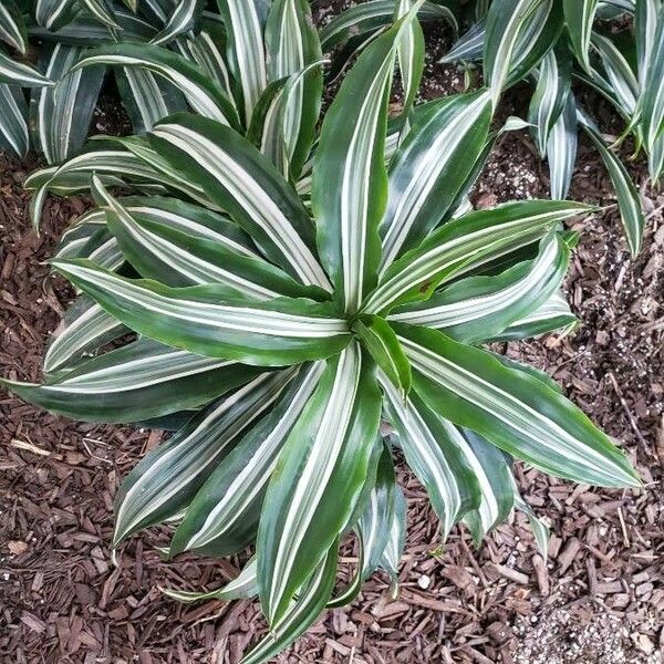 Dracaena fragrans Leht