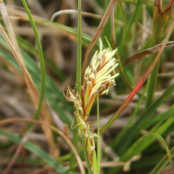 Carex humilis Fiore