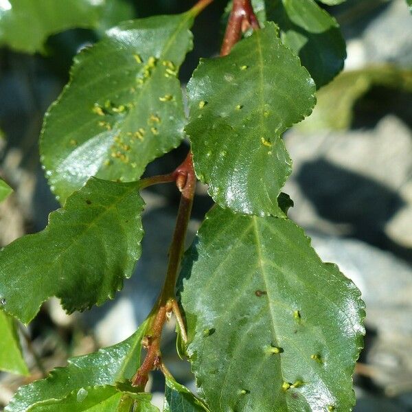 Rhamnus pumila Lehti