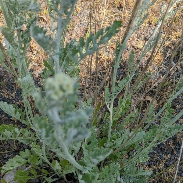 Achillea clavennae Лист