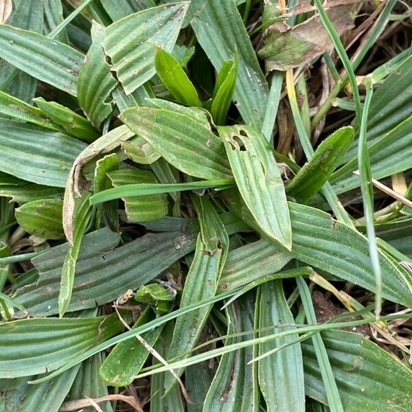 Plantago lanceolata पत्ता