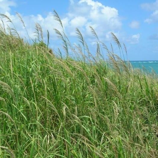 Digitaria insularis Hábito