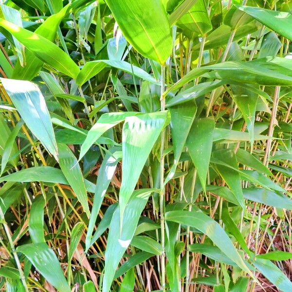 Thysanolaena latifolia Blatt