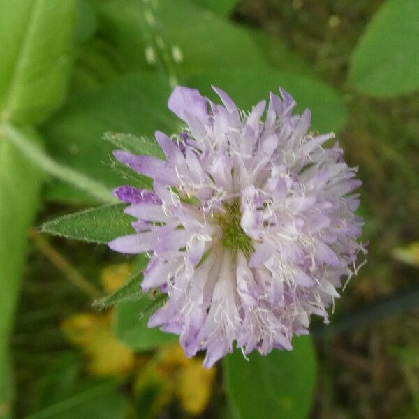 Knautia dipsacifolia Flower