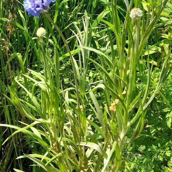 Cyanus segetum Habit