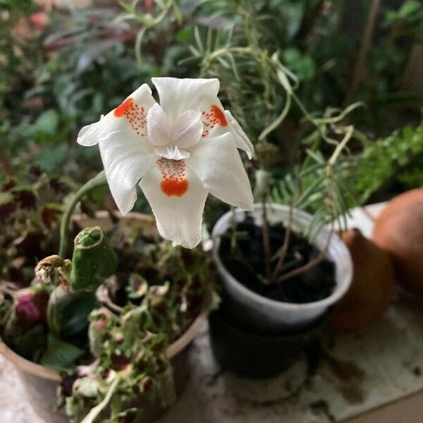 Dietes bicolor Flower