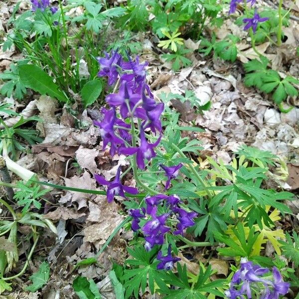 Delphinium tricorne Floro