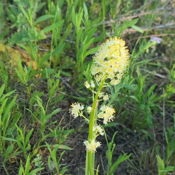 Toxicoscordion paniculatum Blüte