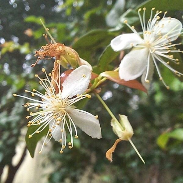 Eugenia uniflora Blomst