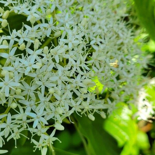 Cornus rugosa Fiore