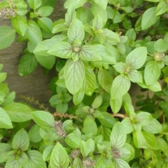 Ocimum kilimandscharicum Leaf