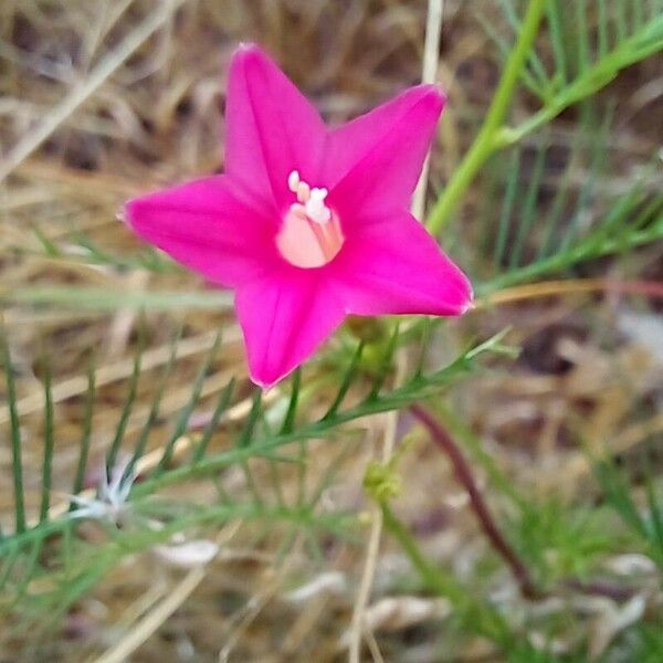 Ipomoea quamoclit Flor