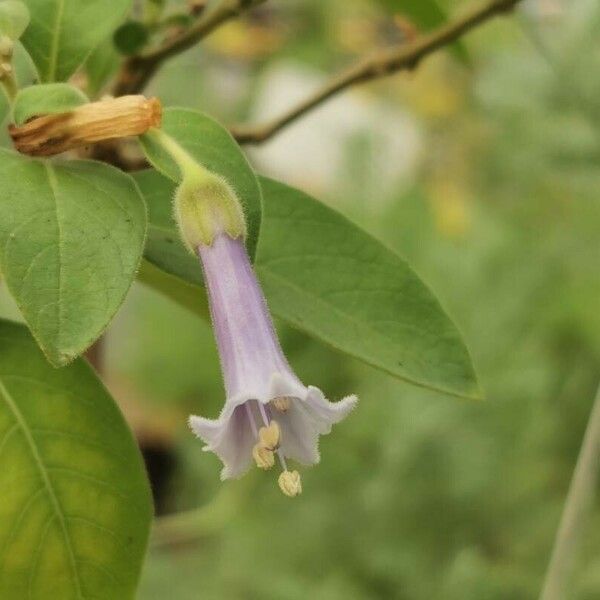 Eriolarynx australis Flower