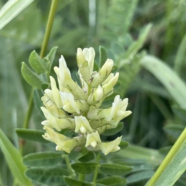 Astragalus cicer Fiore