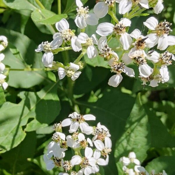 Verbesina virginica Flower