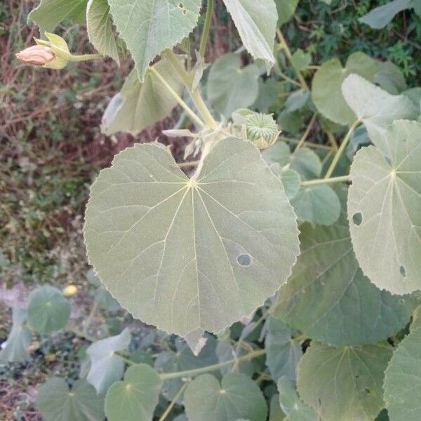 Abutilon indicum Liść