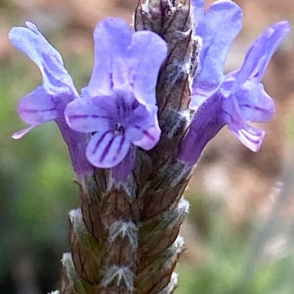 Lavandula multifida Virág