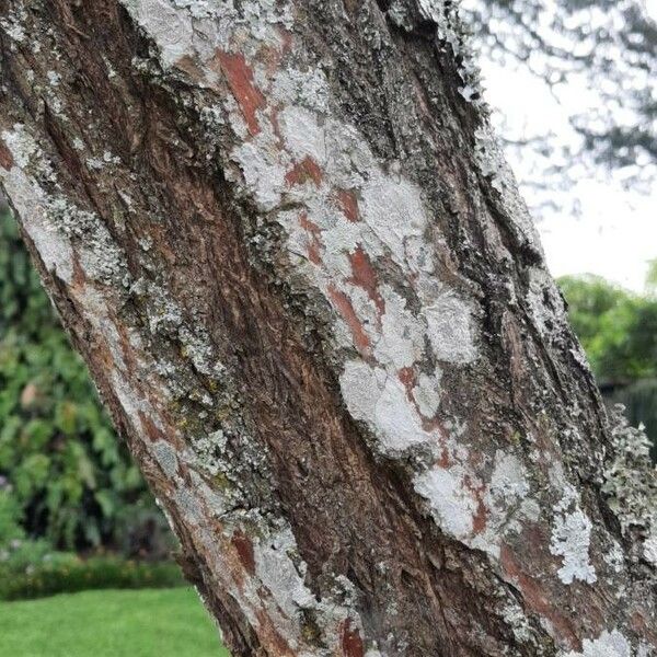 Diphysa americana Bark