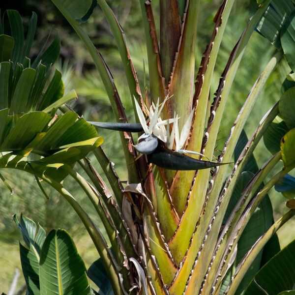 Flower of Ravenala Madagascariensis Stock Photo - Image of leaf, pattern:  97525378