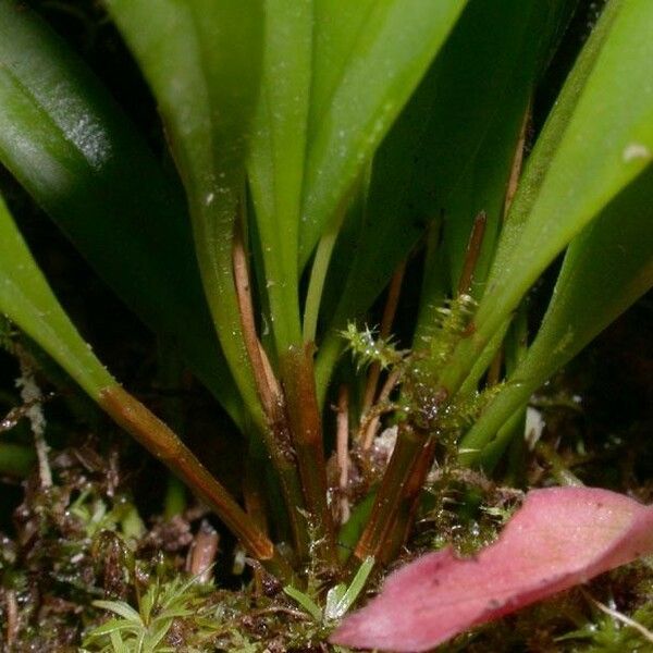 Stelis parvula Outro