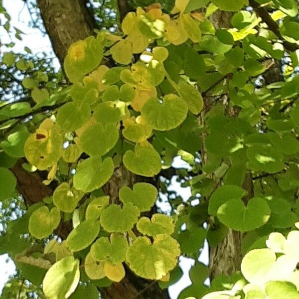 Cercidiphyllum japonicum Лист