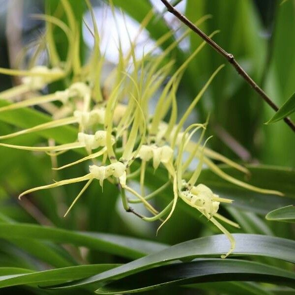 Angraecum expansum Flower