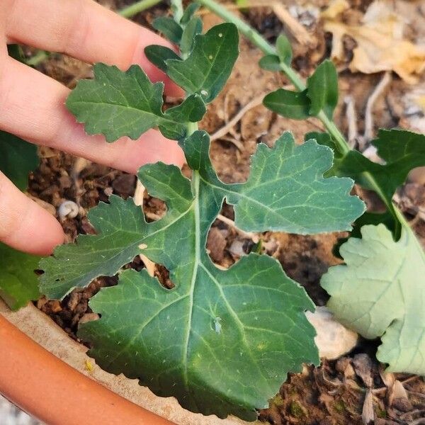 Brassica napus Ліст