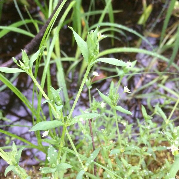 Stellaria alsine Leaf