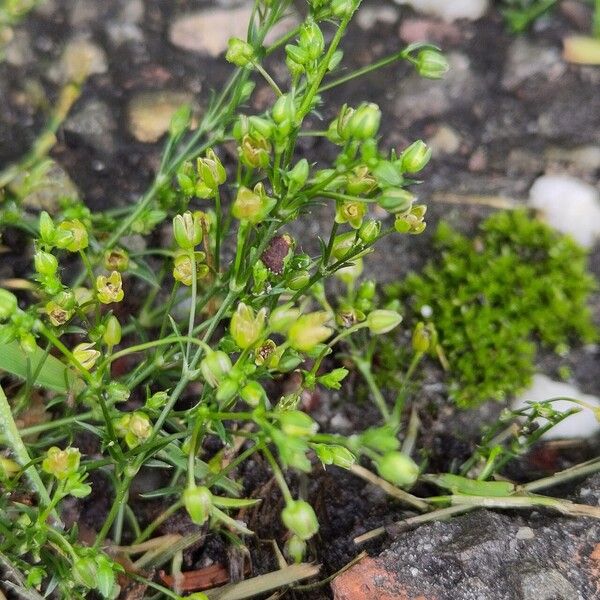 Sagina apetala Fiore