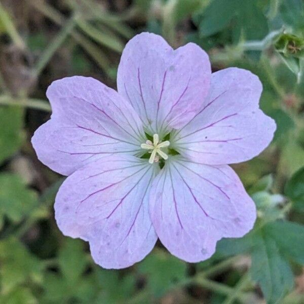 Geranium endressii Flower