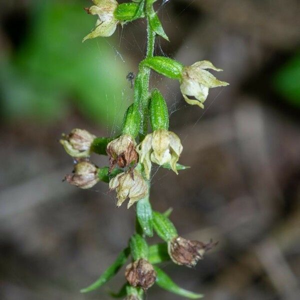 Epipactis albensis Blomma