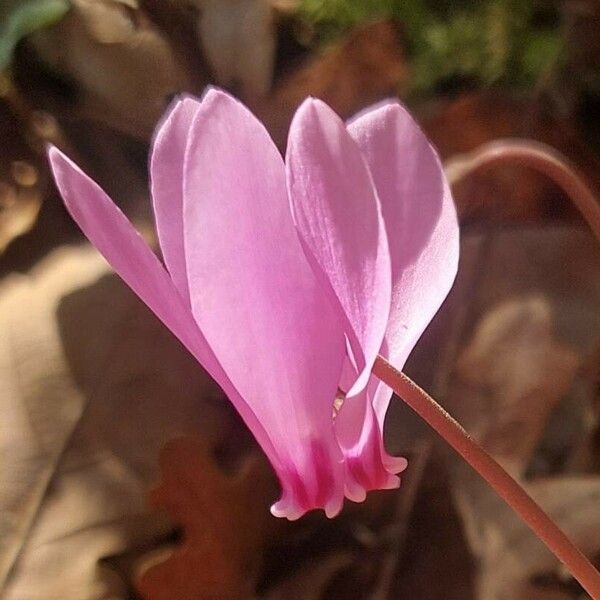 Cyclamen hederifolium Floare