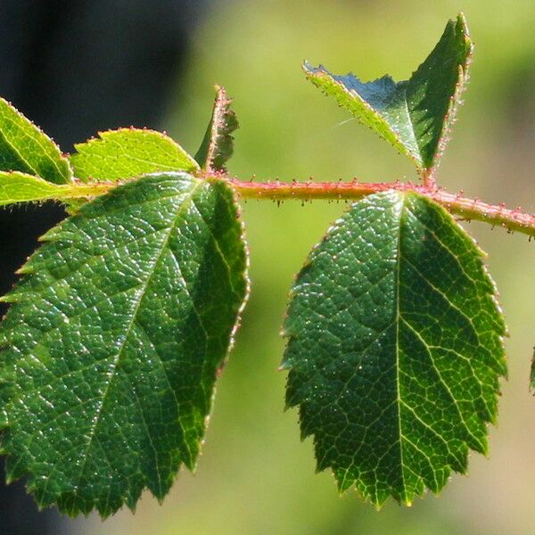 Rosa × nitidula Leaf