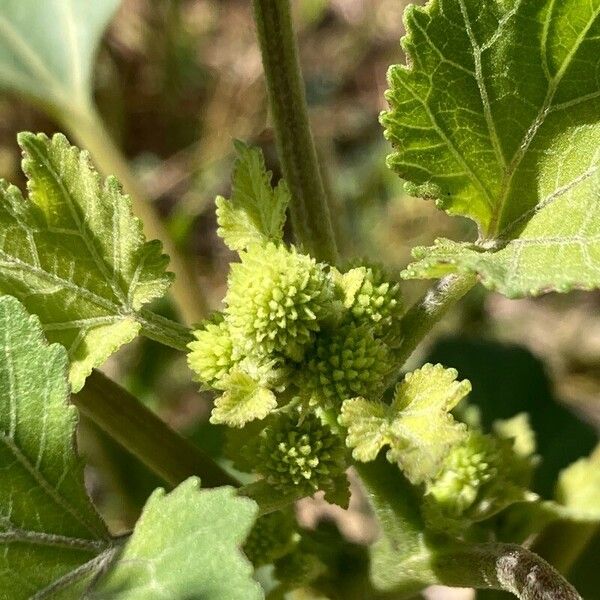 Xanthium strumarium Fleur