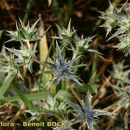 Eryngium galioides Staniste