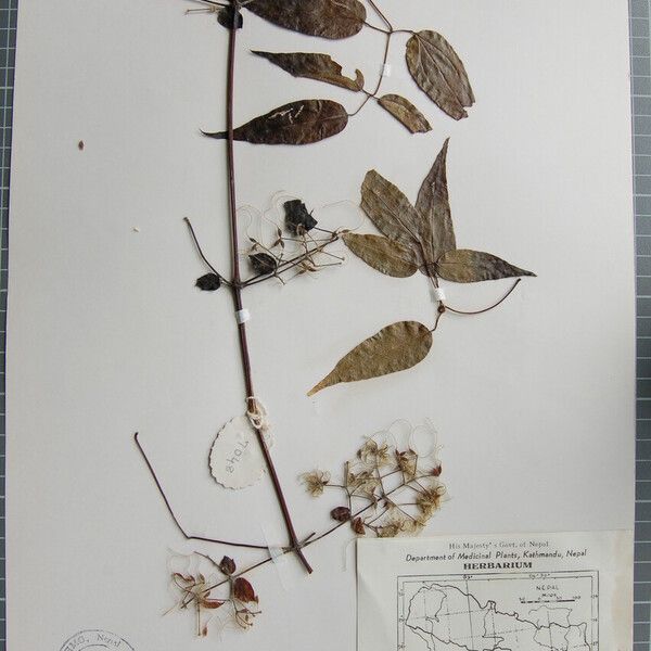 Clematis acuminata Other