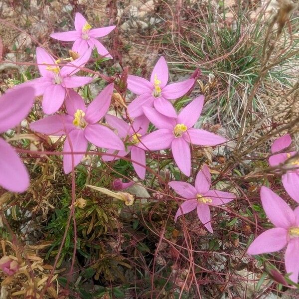 Centaurium quadrifolium Fleur