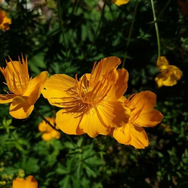 Trollius chinensis Çiçek